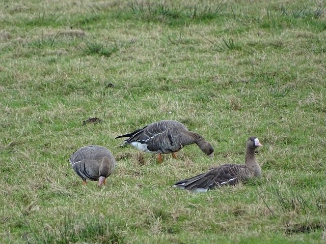 主教练泰伦 主教练泰伦